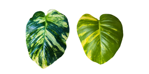 Isolated tropical epipremnum aureum leaf.