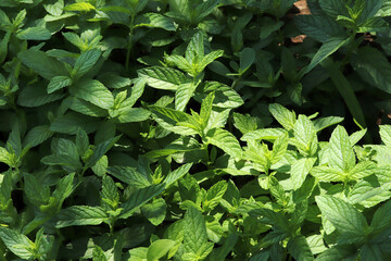 Fresh green mint plants in growth at field.