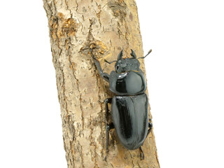 登り木を登るオオクワガタのメス