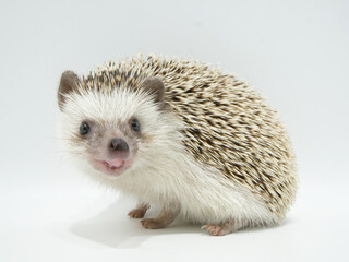 口を開けたヨツユビハリネズミ