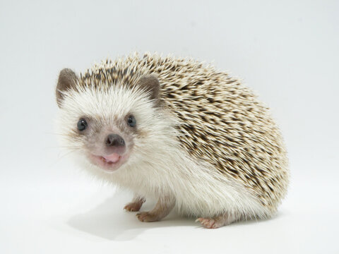 ヨツユビハリネズミ (Four-toed hedgehog) 剥製 ヨツユビハリネズミ (Four-toed hedgehog) 剥製 （☆ 1,000円
