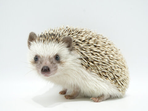 ハリネズミ Images Browse 1 195 Stock Photos Vectors And Video Adobe Stock