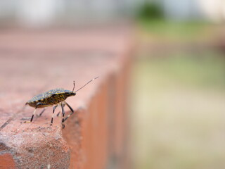 横から見たキマダラカメムシ