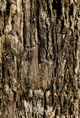 wood texture on tree in nature