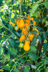 small yellow tomatoes in the garden