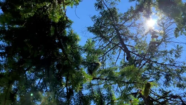 pine or spruce on which young cones grow very bright green needles against the sky pine trees that grow near the ocean close-up you can see the branches Rathtrevor Beach, Parksville.