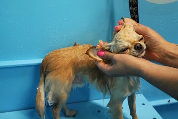 Funny chihuahua taking a shower in grooming salon. Hand of woman groomer bathing a dog. Wet fur. Professional washing, hygiene, welness, spa procedures of animals concept. Close up
