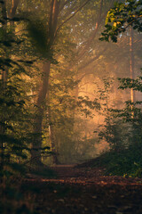 Sunny Morning in misty woods. High quality photo