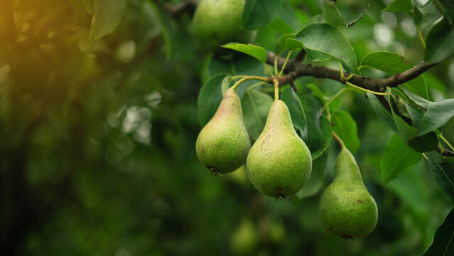 Closeup of pear tree in a farm garden.