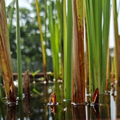 bamboo in the water