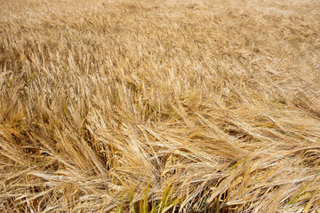 Graanveld - Grain field