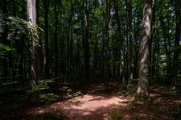 path in the forest