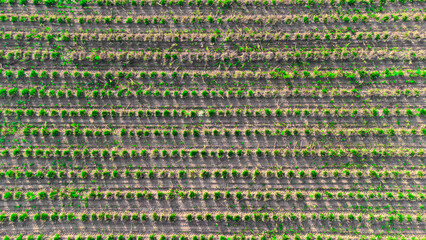 farming land drone view in Germany