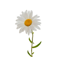 one chamomile flower isolated on a white background without shadow , yellow center and snow-white petals