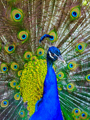 Colorful peacock closeup, vertical