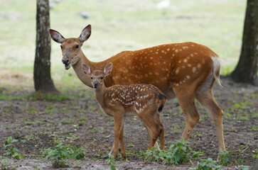 sika deer family, mother with little fawn look at us