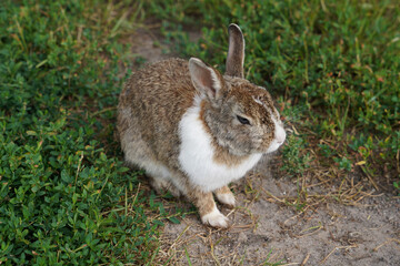 a young and beautiful rabbit sits on a path in the middle of lush green grass