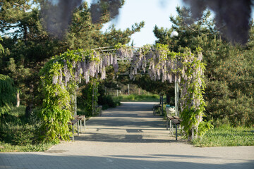 Obraz premium Close up view of beautiful purple wisteria blossoms hanging down from a trellis in a garden with sunlight shining from above through the branches on a sunny spring day.