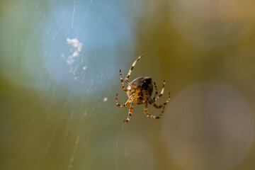Blurred silhouette of a spider in a web on a blurred natural green background. Selective focus