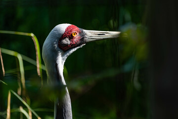 close up of a crane