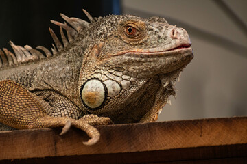 portrait of iguana