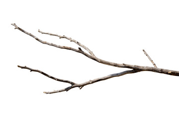 Fototapeta Dry branches, white background, png obraz