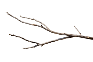 Dry branches, white background, png