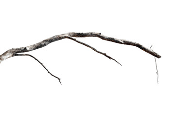Dry branches, white background, png