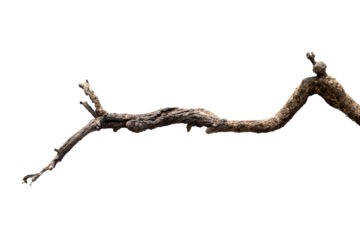 Dry branches, white background, png