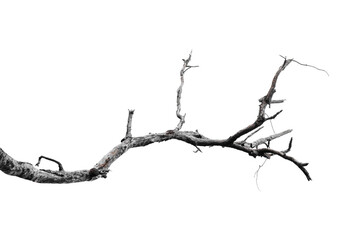 Dry branches, white background, png