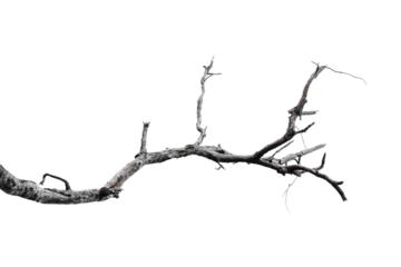 Dry branches, white background, png