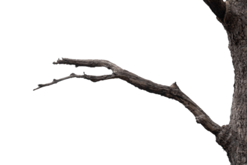 Dry branches, white background, png