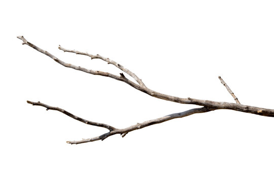 1,624,843 Twig Images, Stock Photos, 3D objects, & Vectors