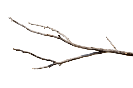 Dry branches, white background, png