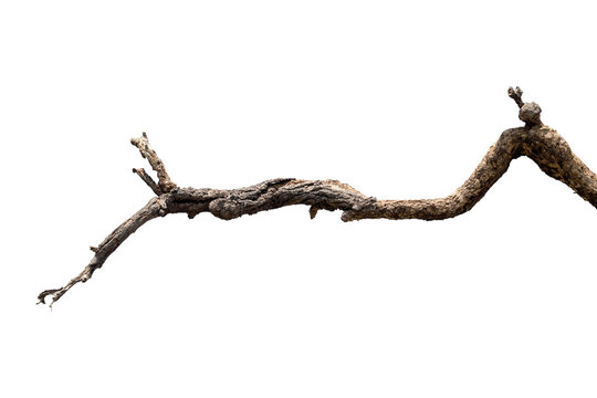 Dry branches, white background, png