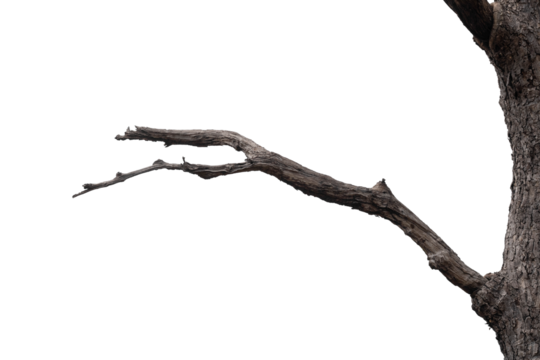 Dry branches, white background, png