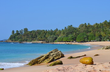 Fototapeta na wymiar Sunny palm beach, paradise desert tropical island, coconut palms on the beach with coconut on the sand. Lush landscaping.