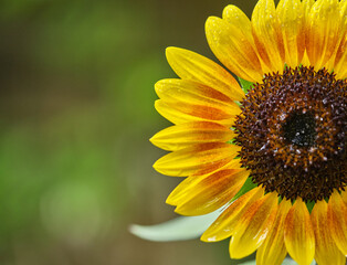 sunflower half in picture