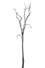 autumn dead tree isolated on transparent background,png