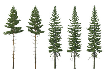Obraz premium Many kinds of pine on a transparent background.
