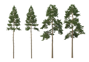 Many kinds of pine on a transparent background.