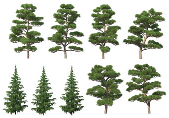 Fototapeta premium Many kinds of pine on a transparent background.