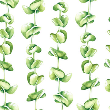 Eucalyptus seamless pattern. Watercolor illustration. Isolated on a white background.