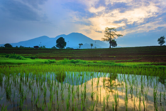Beautiful morning view in Indonesia. Panoramic rice fields and water reflecting the sunrise sky