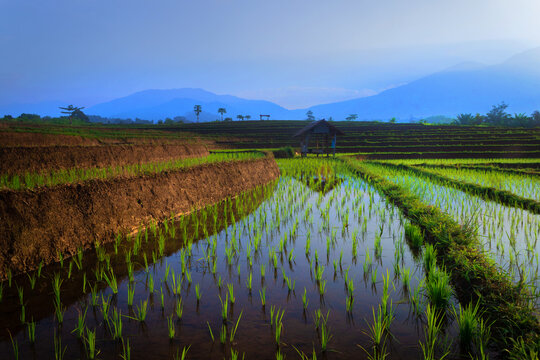 Beautiful morning view in Indonesia. Panoramic view of rice fields and water reflecting the sky