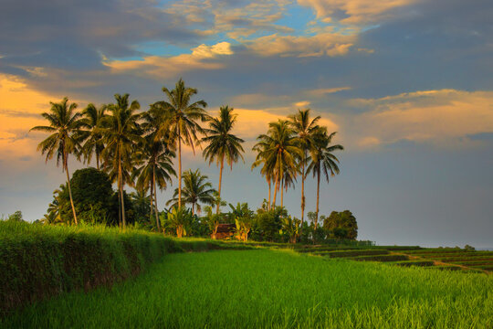Beautiful morning view in Indonesia. Panoramic view of green rice fields and coconut trees