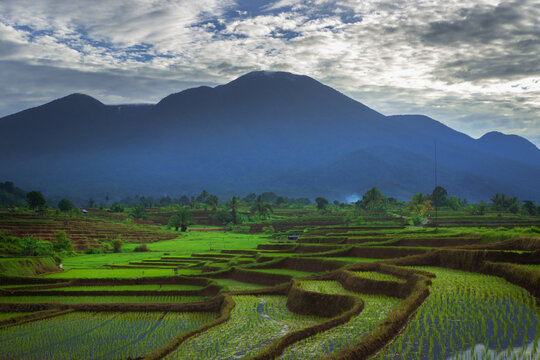 Beautiful morning view in Indonesia. Panoramic view of rice fields and mountains on a cloudy morning