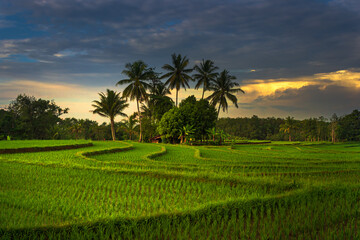 Fototapeta na wymiar Beautiful morning view in Indonesia. Panoramic view of rice fields in the morning and green rice