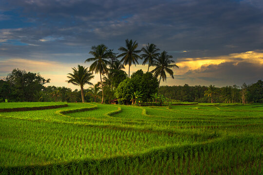Beautiful morning view in Indonesia. Panoramic view of rice fields in the morning and green rice