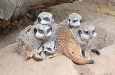 Suricate or meerkat family on sand